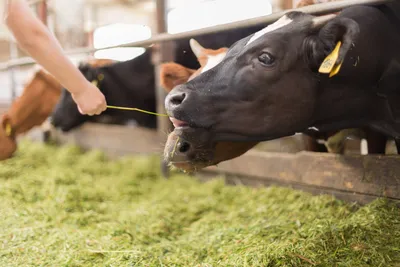 Корова на белом фоне на ферме, ферме, животном, красивой корове Стоковое  Изображение - изображение насчитывающей гольштейн, черный: 159538895