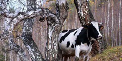 Смешная Корова — стоковые фотографии и другие картинки Корова - Корова,  Язык - орган тела, Скот - iStock