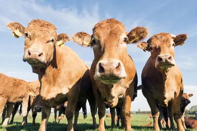 Идеальные» гены: самая дорогая в мире корова оценивается в $4,3 млн (видео)