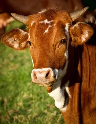 Сколько коров приходится на каждого казахстанца - 03.09.2019, Sputnik  Казахстан