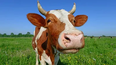 Сколько лет обычно живут коровы - Новости Видаль - cправочник лекарственных  препаратов
