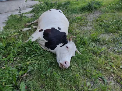 К чему снятся коровы — сонник: коровы во сне | 7Дней.ру