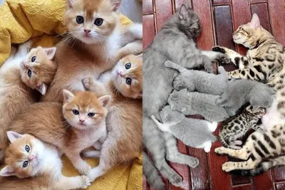 Картинка кошка с котятами фотографии