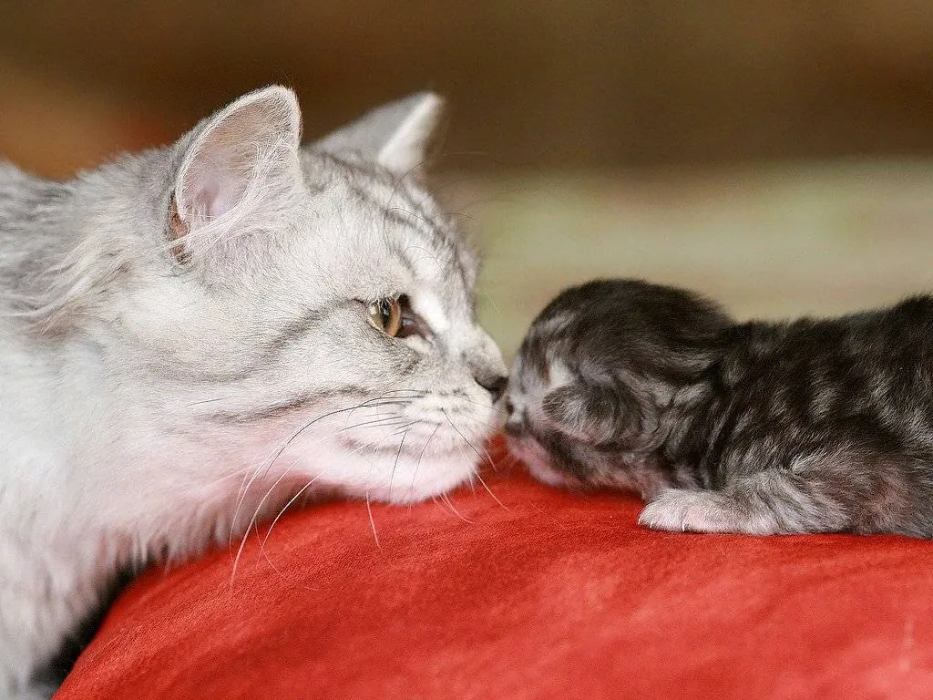 Кошка с котятами. Мама кошка и котенок. Маленькие котята с мамой. Кошки для мема. Звук кошки мамы котятам