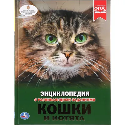 Найдена беременная кошка с котятами на Ставропольской ул., Краснодар |  Pet911.ru