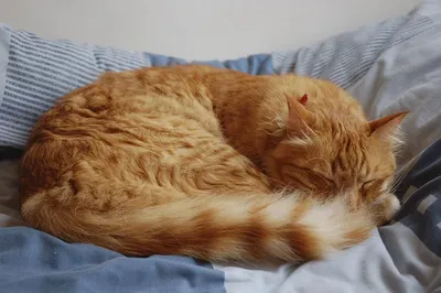 Картинка кошка спит фотографии