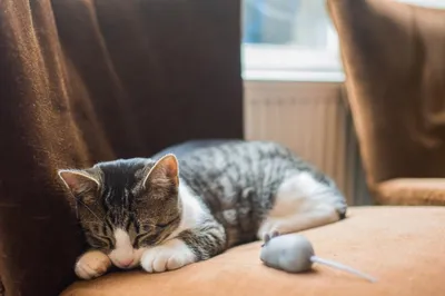 Это интересно: Почему кошка спит с хозяином?