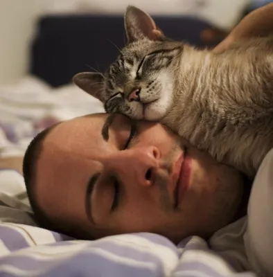 Кошка спит а вокруг бегают котята …» — создано в Шедевруме