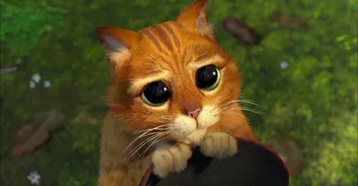 Животные с глазами «как у кота из Шрека». 10 фото с удивленным взглядом, от  которых хочется улыбнуться - Рамблер/новости