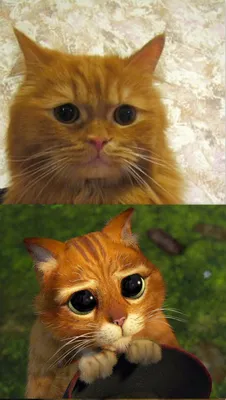 Кот из Шрека рисунок (много фото) - drawpics.ru