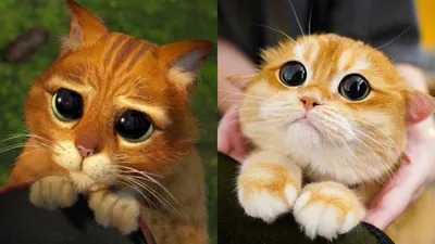 Реальный кот из \"Шрека\": в соцсетях нашли копию персонажа мультфильма - Pets