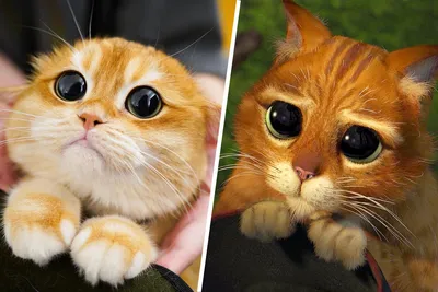 Кот из США стал звездой соцсетей благодаря схожести с котом из «Шрека» -  Газета.Ru | Новости