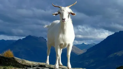 Кашмирские пуховые козы: Почему легендарный кашемир такой дорогой? А ведь  эти козы дают ещё более элитную ткань | Книга животных | Дзен