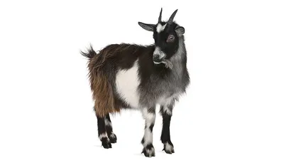 Домашняя коза — Википедия