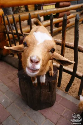 Англо-нубийская коза — Википедия