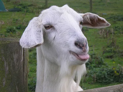 Коза коза коза коза много коз …» — создано в Шедевруме