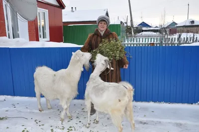 Козы, коза, фауна, кокосовая коза изображение. изображение: 112492558