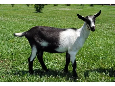 Камерунская коза (Capra hircus) — Зоопарк «Лимпопо» г. Нижний Новгород –  Нижегородский зоопарк
