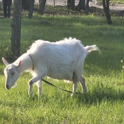 История побега: коза-путешественница, блуждавшая по Дзержинску, вернулась к  хозяину - DZR.BY