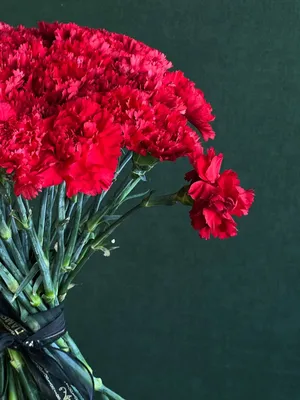 Цветы «Гвоздика красная» с доставкой