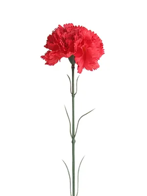 Гвоздика \"Красная\" - цена, купить цветы упаковками с доставкой в Москве -  магазин ПРОСТОЦВЕТЫ