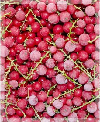 Смородина красная SeaFood замороженная кг | Фрукты и ягоды замороженные |  Arbuz.kz