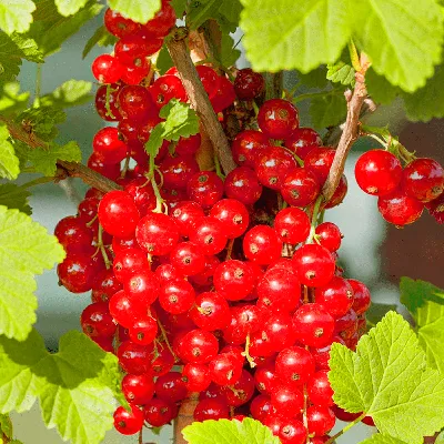 Красная смородина стоковое изображение. изображение насчитывающей ягода -  26821593