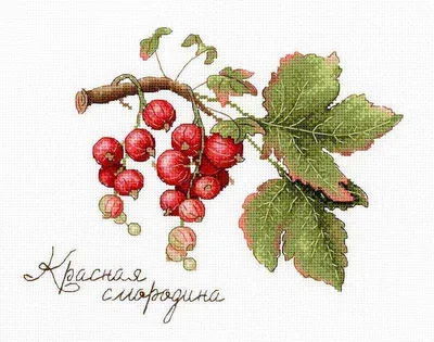 Красная смородина Роза – купить саженцы смородины в питомнике в Москве