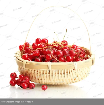 Больше 300 бесплатных фотографий на тему «Красная Смородина» и «»Смородина  - Pixabay