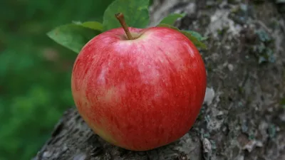 Красное яблоко, Apple Icon в формате Apple Color Emoji Icon, Красное яблоко,  натуральные продукты, еда, фрукты png | PNGWing