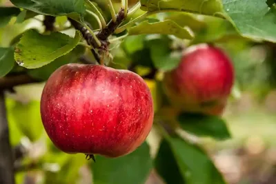 Яблоко красное, красное яблоко, натуральные продукты, еда, фотография png |  Klipartz