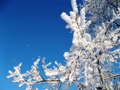 Русская Зима Красота Природа - Бесплатное фото на Pixabay - Pixabay