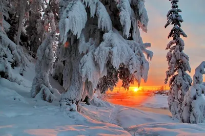 Красота зимы | Анастасия Справедливая | Дзен