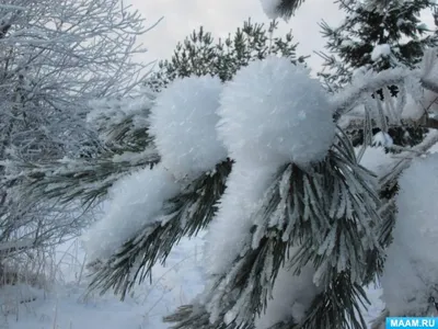 Красота зимы - 67 фото