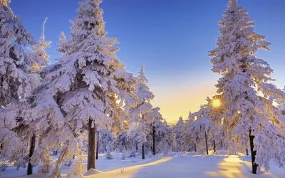 Красота зимы» — создано в Шедевруме