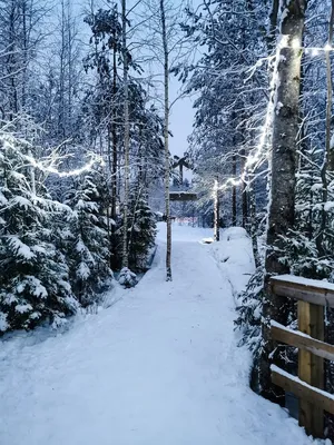 Красота зимнего леса - 69 фото