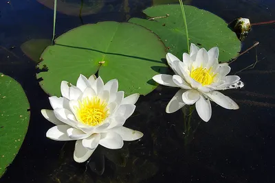 Кувшинка белоснежная (Nymphaea candida J. Presl)