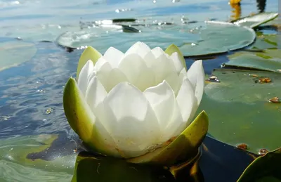 Кувшинка белая, или водяная лилия. — Евгений Теняев на TenChat.ru