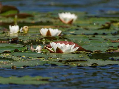 Nymphaea ampla - Нимфея белая (морозостойкая) - купить семена на Tropics  Seeds.