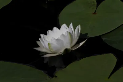 Красивые водные цветы - белая кувшинка и нимфейник | Пикабу