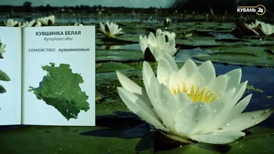 Кувшинка белая - Кувшинка - Глубоководные растения - Водные растения -  Растения для водоемов - GreenInfo.ru