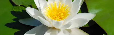 белая кувшинка с листовыми лилиями в пруду, высокое разрешение, цветок, нет  людей фон картинки и Фото для бесплатной загрузки