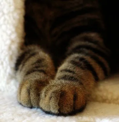 Перелом лапы у кошки - симптомы и лечение | Берлога