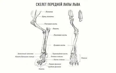 Фурчатки\", перчатки - лапки кошки - уют и стиль от AnnyWay