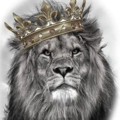 Картинка лев с короной фотографии