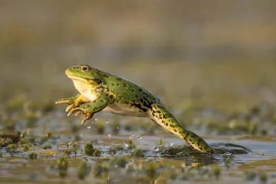 Озерная лягушка и зеленая жаба распространяются по водоемам Западной  Сибири, вытесняя сородичей - исследование - Сибирь || Интерфакс Россия
