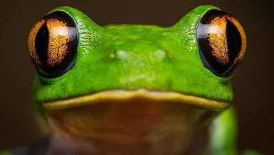 Рогатая лягушка Крэнвелла Ceratophrys cranwelli (морфа Albino) купить в  Москве по цене 2 650 руб. в интернет-магазине ExoLife