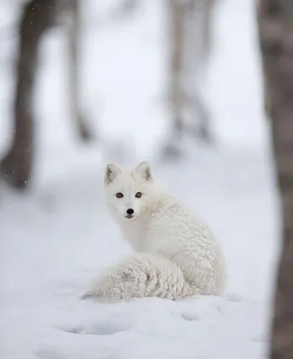 Очаровательные лисы зимой | Animals beautiful, Arctic animals, Animals