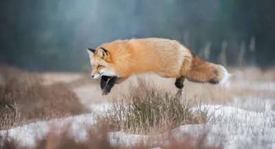 Зимняя охота на лису - особенности, правила, как вести себя охотнику |  Охота на лис зимой - видео, фото