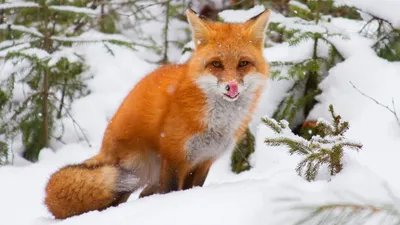 Лиса зимой.fox in winter - YouTube